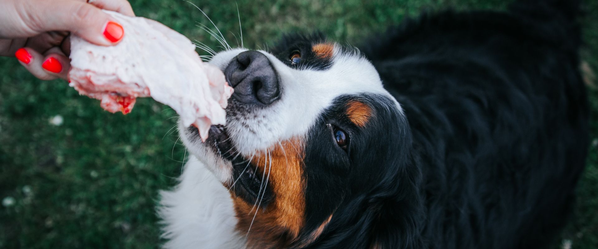 Can dogs eat outlet turkey